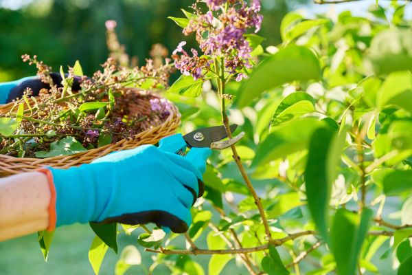 Cost of Lilac Trimming Service in Greeley