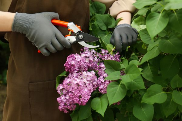 Cost of Lilac Pruning Service in Greeley