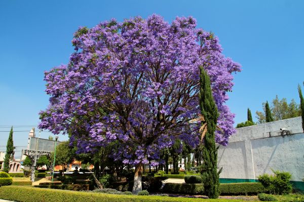 Cost of Jacaranda Pruning in Greeley