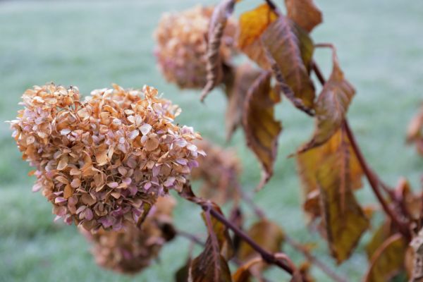 Cost of Hydrangea Removal in Greeley
