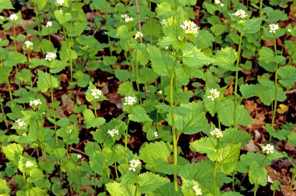 Cost of Garlic Mustard Removal in Greeley