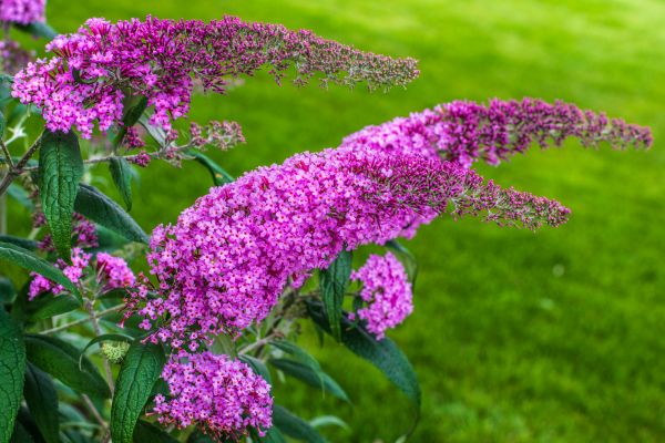 Cost of Butterfly Bush Removal in Greeley