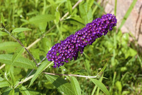 Cost of Butterfly Bush Pruning in Greeley