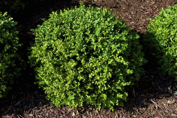 Cost of Boxwood Removal in Greeley