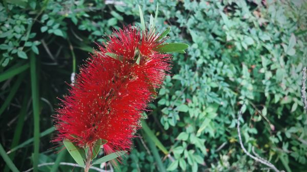 Cost of Bottlebrush Pruning in Greeley