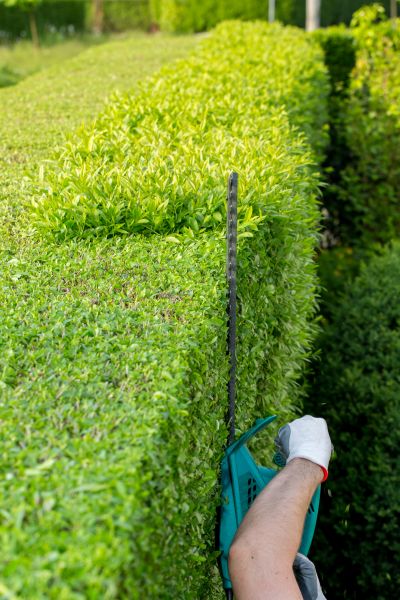 Cost of Hedge Trimming in Greeley